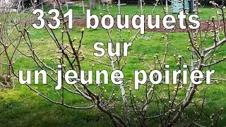 Poirier, 331 bouquet de fleurs sur ce petit poirier