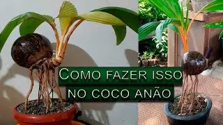 Coco anão feito bonsai