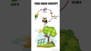 Food chain concept | Ecology | NCERT #ncert #biology #education #ecosystem