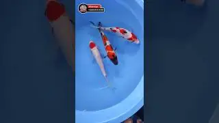 Koi showa, sanke, tancho kohaku #kolamkoi #koi #koiblitar #koiblitarmurah #koifish #koipond