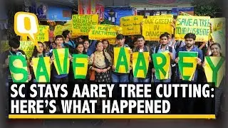 &lsquo;No More Cutting of Trees Required&rsquo;: Govt Tells SC in Aarey Case | The Quint