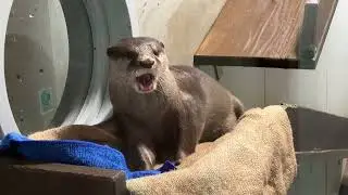 みなとやま水族館コツメカワウソ