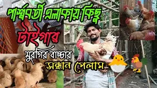 পার্শ্ববর্তী এলাকায় কিছু টাইগার মুরগির বাচ্চার সন্ধান পেলাম||চাচা ভিন্ন রকম কিছু করতে ভালোবাসেন 🐣🐓