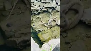 मैने किया देखा 🐍🐍#SnakeVlog #SnakeyVlogs #ReptileVlogs #SnakeLoverVlog #WildlifeVlog Vlog #minivlog