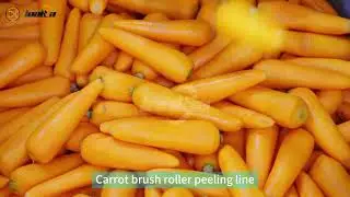 Steam peeling machine for carrot/tomato/potato peeling from LONKIA Machinery