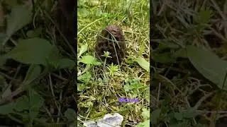 morel foraging #shorts #mushroom #forest #morels #forestsounds #foraging #greece