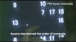 Working memory of numerals in chimpanzees