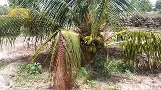 3 years coconut yield