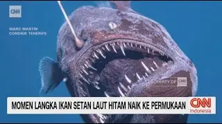 Momen Langka Ikan Setan Laut Hitam Naik ke Permukaan