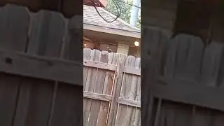 Pointing laser pointer at bird