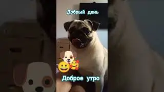 #собака #pug #забавные #животные #милый #собаки #мопс