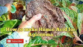 How to make Humic Acid at Home II Make Humic Acid at Home for Aglonema and all Garden Plants