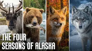 THE FOUR SEASONS OF ALASKA | The Transformation of the Northern Kingdom &ndash; Wildlife Documentary