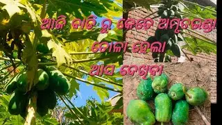 #papayafarming#homegarden #farming #organicvegetables #organicfarming 