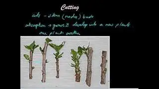 Artificial Propagation