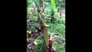 Bodyfighting  BANANA TREE KICK: How did he do it?