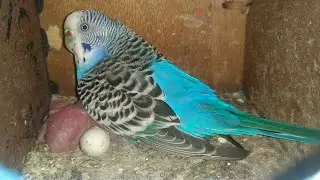 Matki ya Box Hilne se Budgies Parakeet Breeding nhi Karte kya?