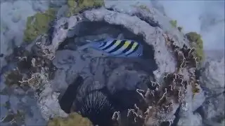 Porto Mari Snorkeling