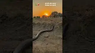 #snake name for comment
