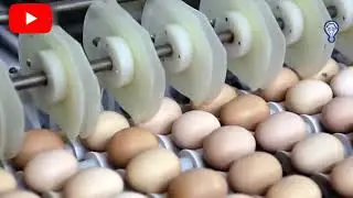 Amazing Modern Automatic Farming Egg Harvest Technology, Breeding Process Chicken Highest#