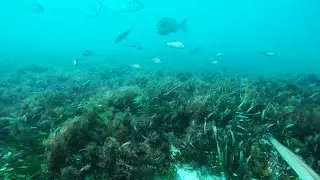 Underwater Camera on an Inshore Reef
