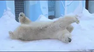 Кай просыпается..Пришли,расшумелись,разбудили..Kai wakes up... They came, made noise, woke him up.