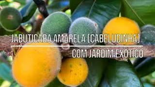 Jabuticaba Amarela (Cabeludinha) em Vasos: O Guia Completo para Plantar e Colher em Casa R&aacute;pido!