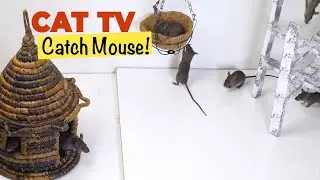 Cat TV ~ Fast Mouse for Cats to Watch 🐭 Videos for Cats!