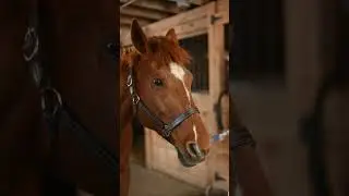 🐴 HORSE 🐴#HORSE #HORSESHORTS #SHORTS #SHORT #CUTHORSE #HORSESHORT #VIRAL #SHORTHORSE #SHORTSHORSE