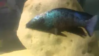 Fossorochromis rostratus