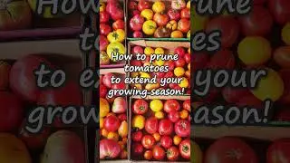 Pruning Tomatoes to Extend Your Growing Season!