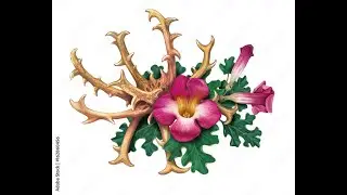 Top 5 most used supplements in the world for pain and inflamation with less or no side effects.