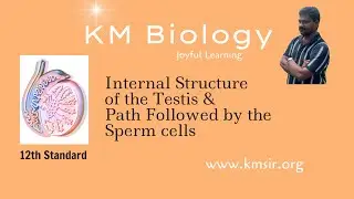 KM Biology - Internal Structure of the Testis #kmsir #humananatomy #humanreproductionclass12 #neet 