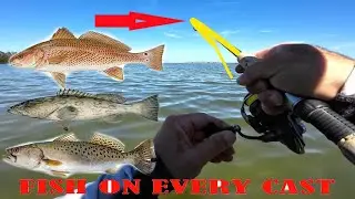 Fish On Every Cast!! Shallow Water GROUPER