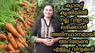 ക്യാരറ്റ് കൃഷി എങ്ങിനെ ചെയ്യാം||Tips for carrot cultivation||അടുക്കളത്തോട്ടത്തിലെ ക്യാരറ്റ് കൃഷി