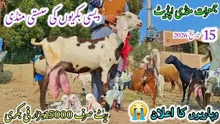 January 15, 2026 نیو دیہات کی سستی منڈی کوٹ چھٹہ دیسی امرتسری بچوں والی بکریاں اور دودھ والی بکریاں 