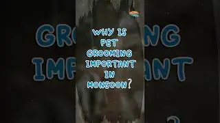 Importance of pet grooming in Monsoon
