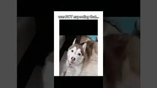 Doggo&rsquo;s Antics Had Me WHEEZING&mdash;Send Help (and Treats)! 🐶😂💨#Dog #Doglover #Animals #Shorts