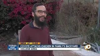 Coyote attacks chicken in family's backyard
