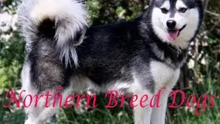 Northern breed dogs