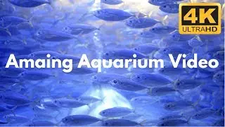 Swimming Fish Screensaver, No Music Aquarium in 4K Ultra HD