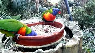 Tenerifa.Loro Park.Woliera dla papug Amazonia.1 01 26 r.Тенерифе. Лоро Парк.Вольер Амазония. 1 01 26