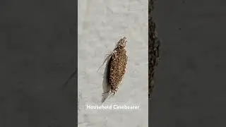 Household Casebearer 