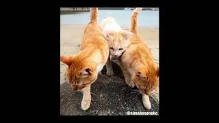 Che carini... i gatti italiani 😻 cute cats ❤️🇮🇹