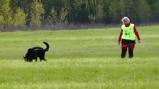 FCI World Championship for Tracking Dogs 2015
