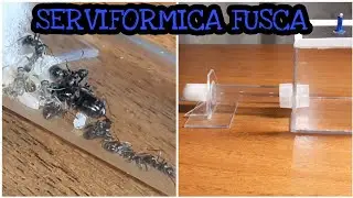 Моя колония serviformica fusca|подсоединяю арену очень быстрым муравьям.