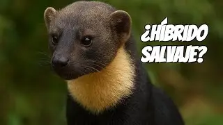 El extra&ntilde;o Taira: &iquest;perro, gato o h&iacute;brido? 🦝
