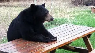 Carnivore Diet in Social Situations