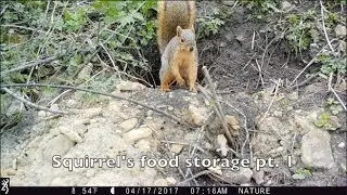 Squirrel's food storage