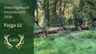 Spannende Pirsch und 4 kapitale Hirsche auf der Strecke! Hirschbrunft in Masuren / Polen | Tag 12